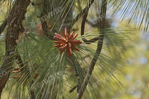 Preview: Longleaf Pine (Pinus Palustris). Called Southern Yellow Pine Also