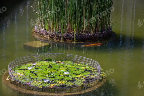 Preview: Nymphaea lotus flower and koi fish at Itamaraty Palace pond - Brasilia, Distrito Federal, Brazil