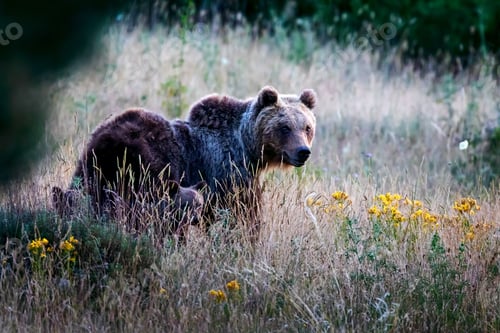 Preview: Marsican bear with cubs.