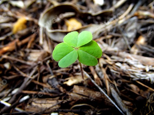 Preview: Clover