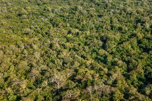 Preview: Aerial view of tropical forest