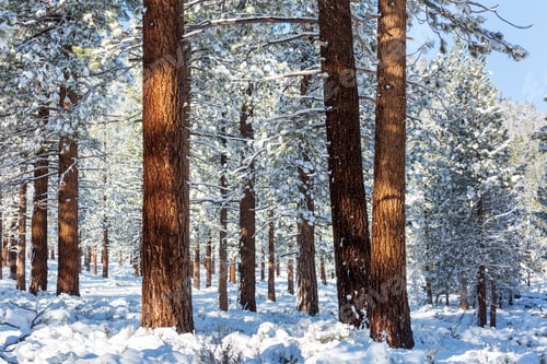 Preview: Winter forest