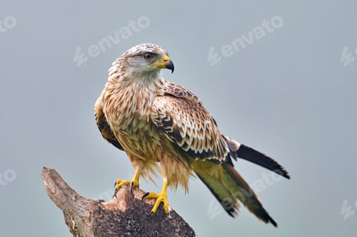 Preview: Red kite (Milvus milvus)