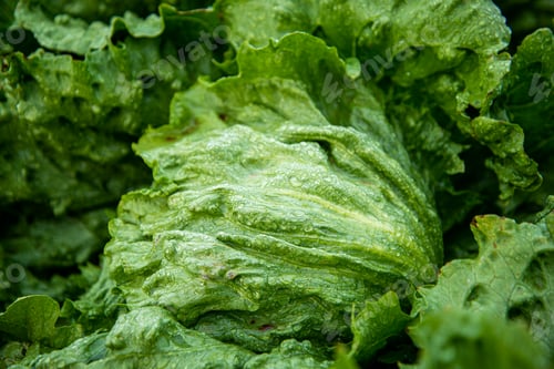 Preview: Close up of a Lettuce with Raindrops
