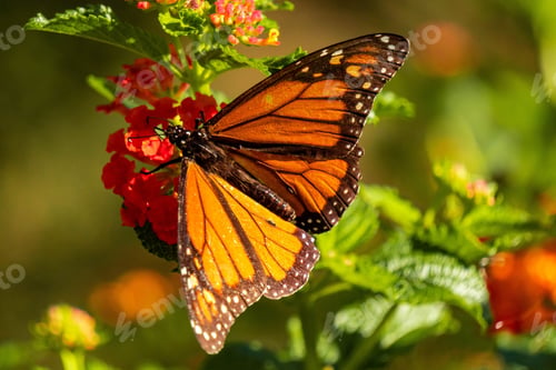 Preview: Vibrant orange monarch butterfly perched atop a cluster of blooming red flowers