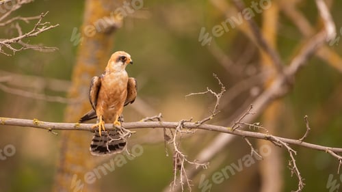 Preview: red-footed falcon female perching in a tree illuminated by morning sun