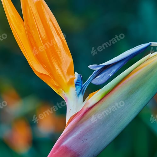 Preview: Bird of Paradise. Photo of the beautiful Bird of Paradise.