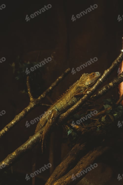 Preview: Iguana laying on a branch