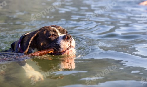 Preview: Playful and Funny Boxer Dog swimming in the water