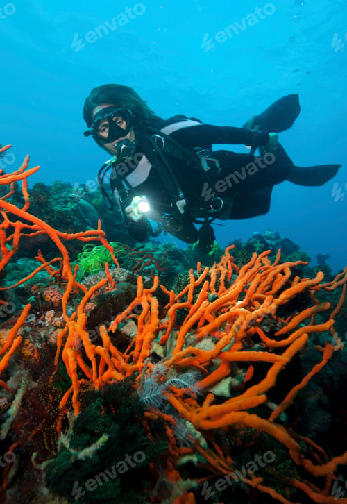 Preview: Diver exploring vibrant coral reef