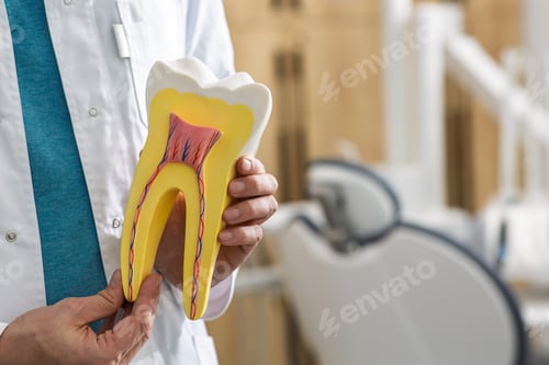 Preview: Dental pro shows tooth model to educate patients about dental health and treatments