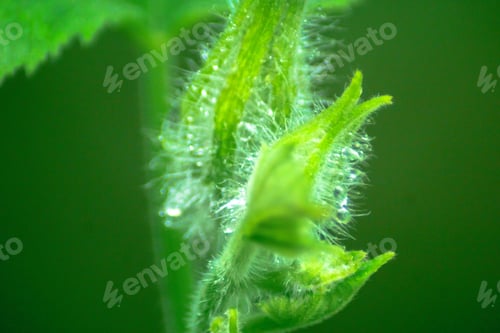 Preview: The natural beauty of Indonesia with small plants and animals, macro photos of plants and animals
