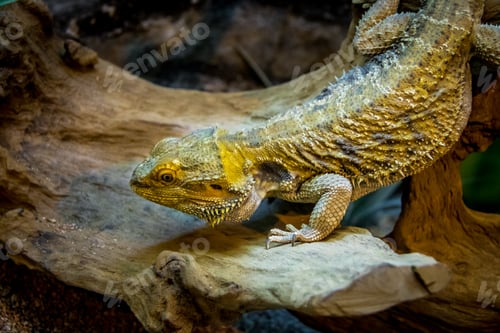 Preview: Bearded Dragon (Pogona vitticeps)