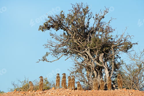 Preview: Alert meerkat family in natural habitat