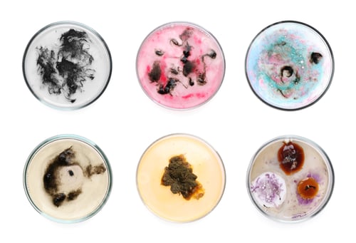 Preview: Set of Petri dishes with different bacteria colonies on white background, top view