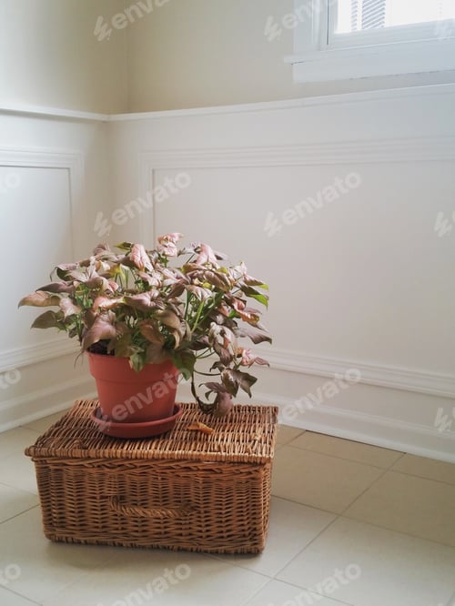 Preview: Potted ivy on wicker basket in neutral room