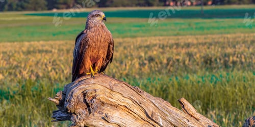 Preview: Black Kite, Spain