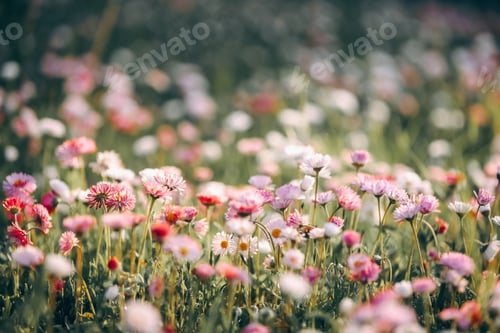 Preview: spring multicolored flowers in blossom, field in colorful flowers, spring background,
daisies