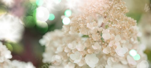 Preview: white hydrangea flowers