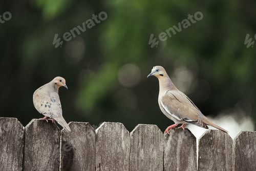 Preview: Pigeons perched on a wooden fence looking out into the distance.