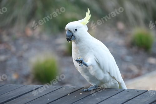Preview: bird, cockatoo, pet, parrotsss