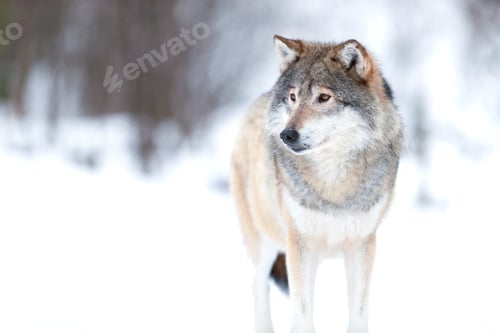 Preview: Canis Lupus wolf standing on snowy winter landscape