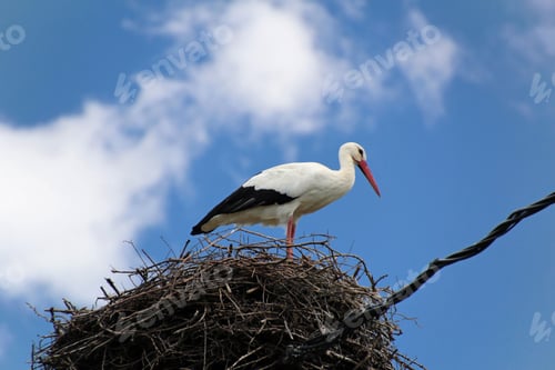 Preview: View of a beautiful stork in a nest against blue sky