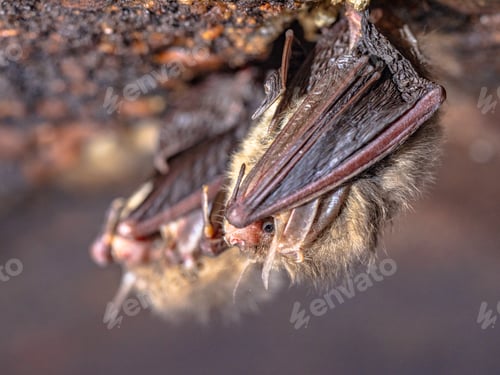 Preview: Hibernating long-eared bats in a cold cellar