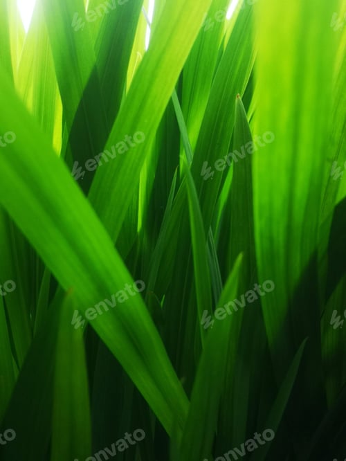 Preview: dreamy shades of green in close up of green grass blades