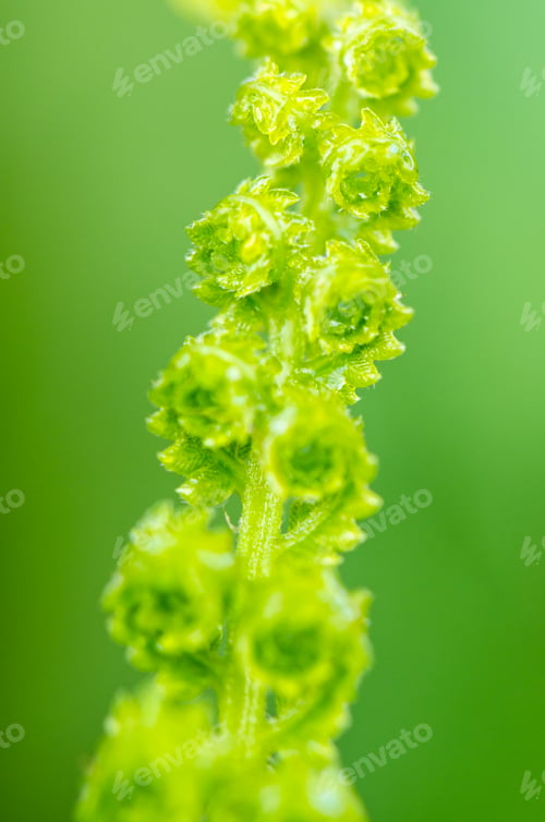 Preview: Fern leaf