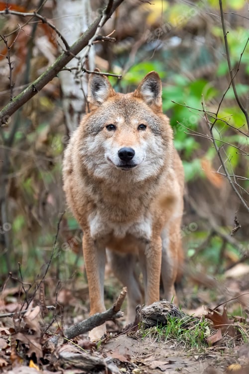 Preview: Wolf in autumn forest