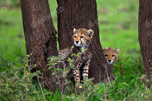 Preview: Baby cheetahs (Acinonyx jubatus) on the grass near trees in Tanzania