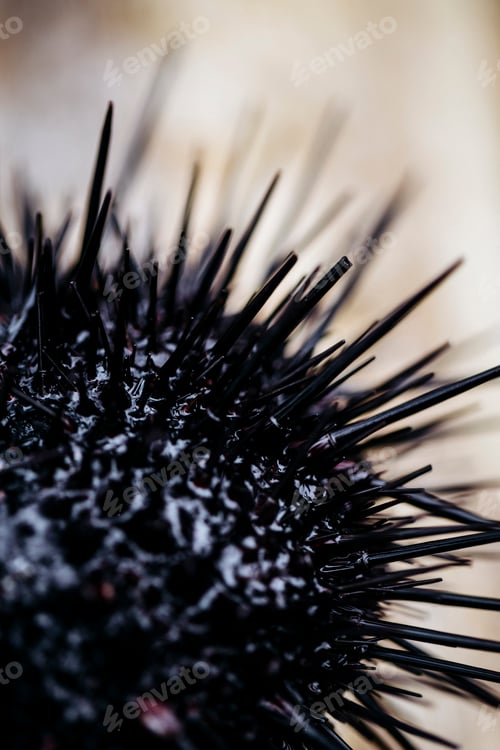Preview: High angle close up fresh uni, sea urchin.