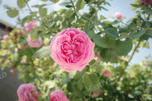 Preview: Field of roses in sunny summer day