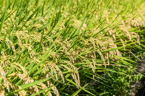 Preview: Paddy rice