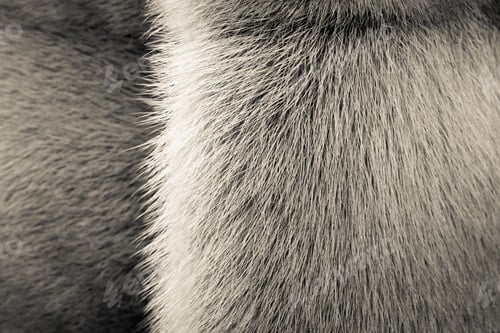 Preview: Beige Texture Of Fur Of Wild Animals With A Strip For Abstract Backgrounds