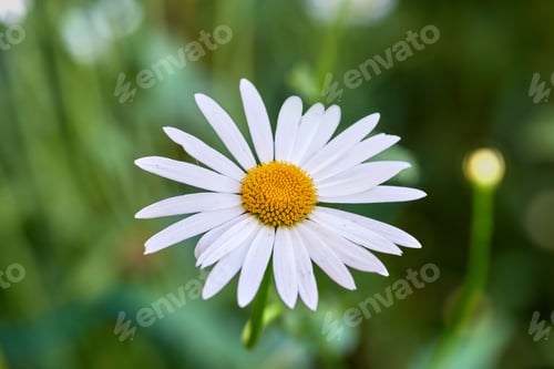 Preview: Daisy - Marguerite