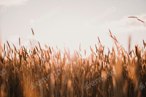 Preview: Gold Wheat Field. Beautiful Nature Sunset Landscape. Nature and sustainability concept