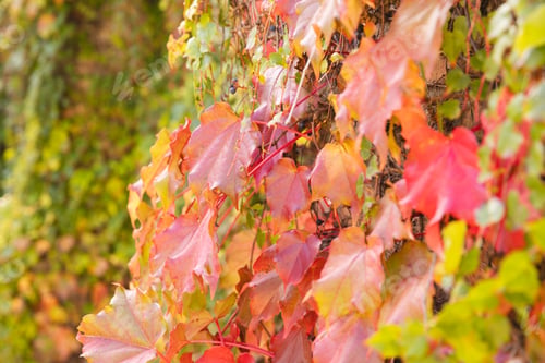 Preview: Full frame of green, orange and red vine leaves in sunny garden