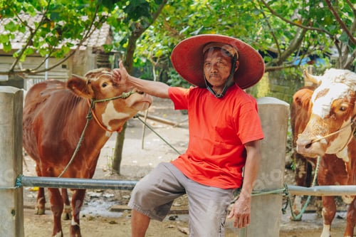 Preview: Happy Indonesian cattleman giving thumbs up hand gesture of approval in front of cows