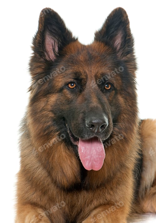 Preview: adult german shepherd