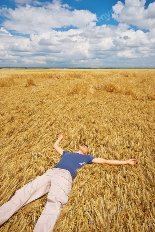 Preview: Man lie in yellow wheat meadow.