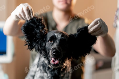 Preview: close-up of the muzzle of a black spaniel in a veterinary clinic the doctor lifts his ears