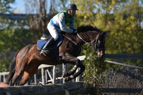 Preview: Show Jumping