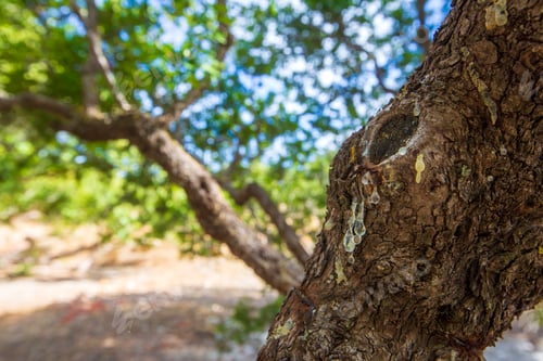 Preview: Mastic tree with mastic tears in Chios island, Greece.