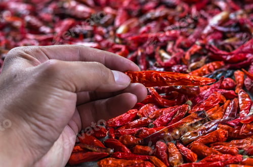 Preview: Hand holding Red dried Chilli Background