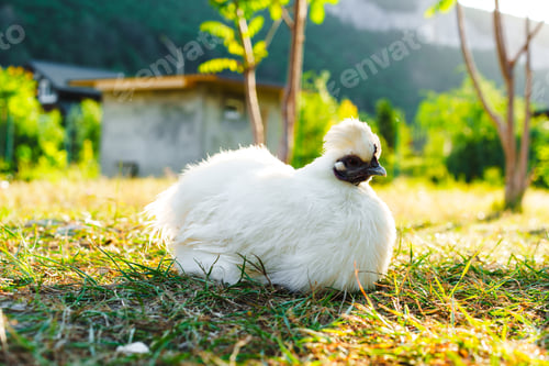 Preview: White fluffy silkie chicken resting in a sunny garden with green plants and trees