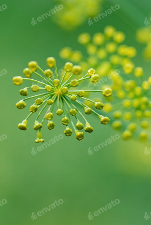 Preview: Blooming dill plant, green blurry background, copy space