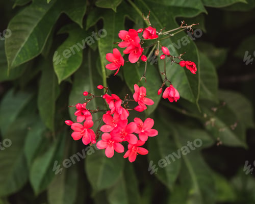 Preview: Close up of jatropha integerrima flowers with green leaves background