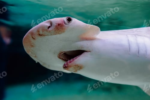 Preview: Shark at the bottom of the sea swimming in search of prey.